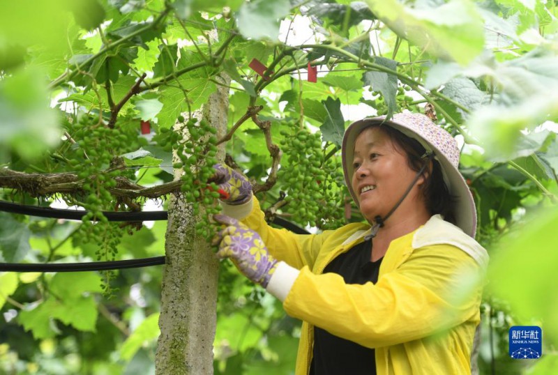 5月6日，在廣西東蘭縣武篆鎮(zhèn)東里村葡萄園，村民在管護(hù)葡萄。
