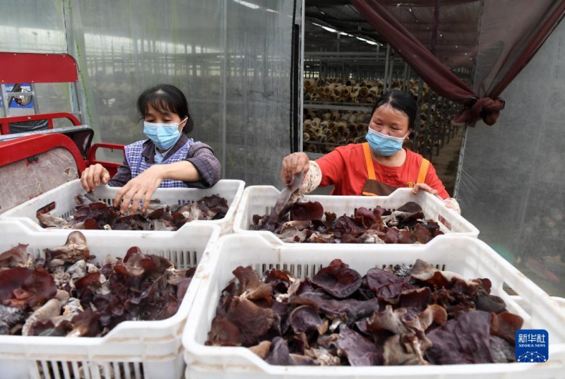 5月6日，在廣西東蘭貴隆生態(tài)農(nóng)業(yè)科技有限公司食用菌產(chǎn)業(yè)園，工人分揀剛采摘的食用菌。