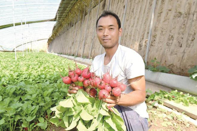 蔬菜種植戶忙得不亦樂乎。攝影：鄧建青