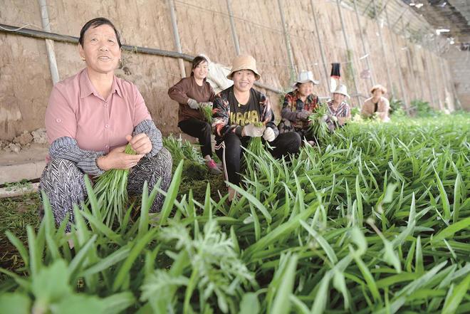 7月5日，在青?；萏镛r(nóng)業(yè)種植基地內(nèi)，農(nóng)戶收割蔬菜。攝影：鄧建青