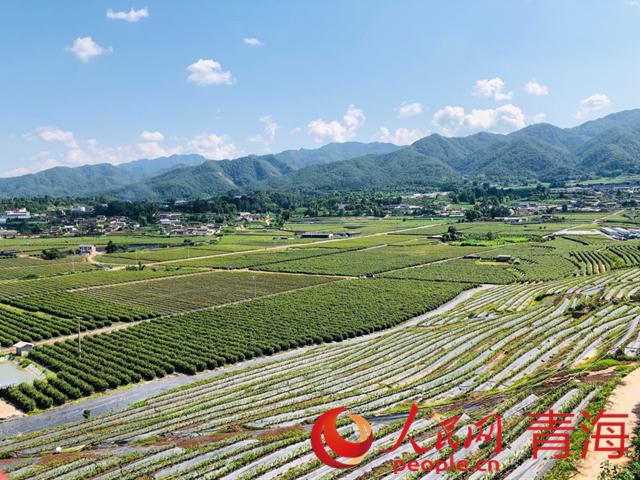 遠(yuǎn)眺藍(lán)莓基地。人民網(wǎng) 劉沛然攝